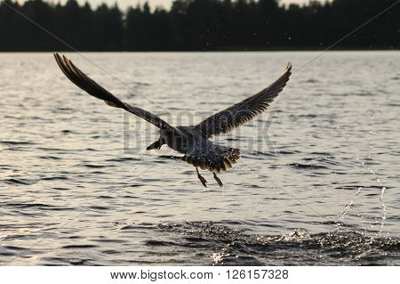 Gull chick catch a fish. This gull chick catches a fish and flies away