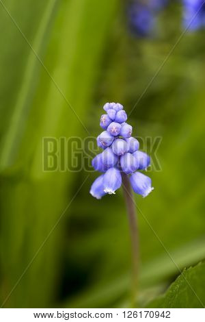 Muscari Liliaceae spring flower outdoor in the meadow