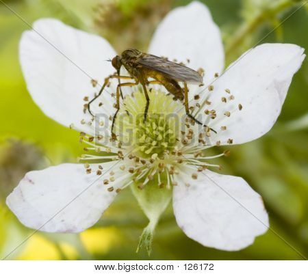 Insekt auf Wild Rose