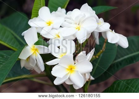 White Plumeria flower (science name Plumerieae P. rubra)