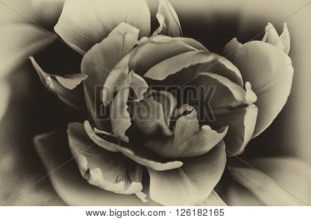 Close-up of the heart of a tulip