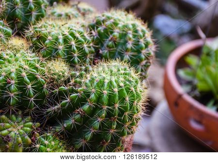 cactus in the garden closeup  side view