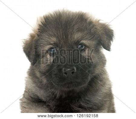 Altdeutsche Schaferhunde in front of white background