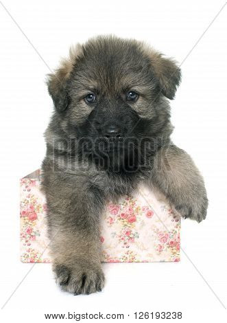 young sheepdog in front of white background