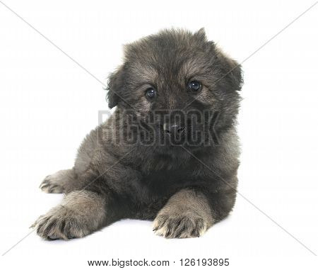 Altdeutsche Schaferhunde in front of white background