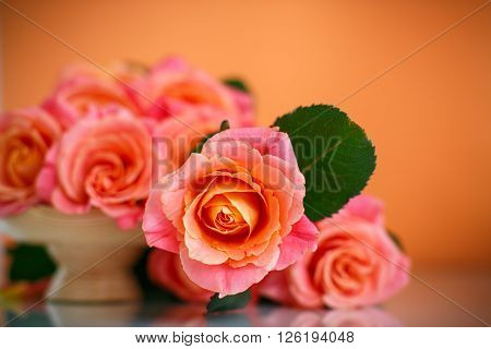 bouquet of pink roses on an orange background