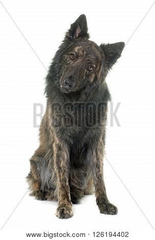 Dutch Long haired shepherd in front of white background