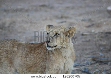 Young lion stands against dry veld in the Kruger National Park, South Africa