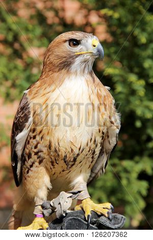 American chickenhawk perched on gloved hand against green natural background
** Note: Soft Focus at 100%, best at smaller sizes