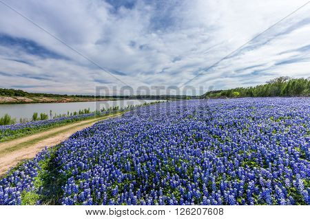 Texas Bluebonnet Filed  In Muleshoe Bend Recreation Area Near Austin, Tx