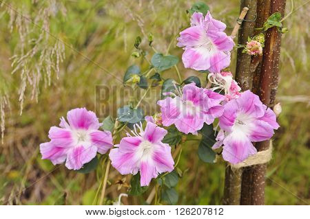 Ipomoea nil blossoms climbing on wooden stakes. Narrow depth of field