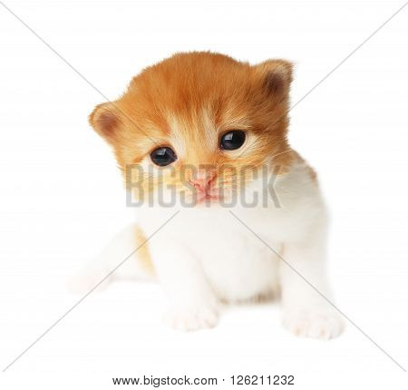 Cute orange red and white kitten. Cute sad kitten 2 weeks old, creeping isolated at white background. Adorable pet. Small heartwarming kitten. Little cat. Closeup isolated. High key