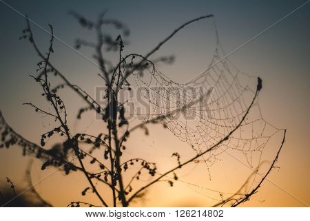 The dew in the spider web on a twig in the background of the dawn sky
** Note: Shallow depth of field