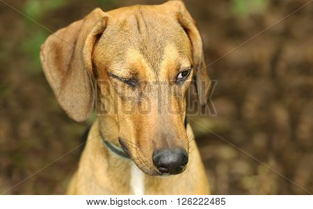 Funny dog winking is a beautiful dog giving us the wink of an eye