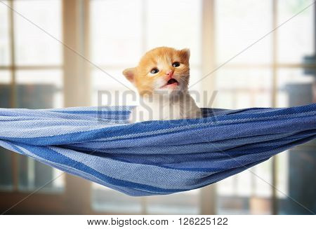 Red kitten in a hammock. Surprised Cute orange kitten in a blue hammock having rest, relax at windows background. Adorable sad pet. Small heartwarming kitten. Little cat. Animal isolated. High key