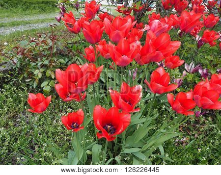 Red Tulips Flower