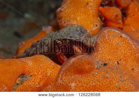 One Small Hermit Crab Anemones
