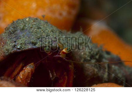 One Small Hermit Crab Anemones