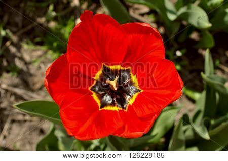 red white yellow orange tulip spring nature