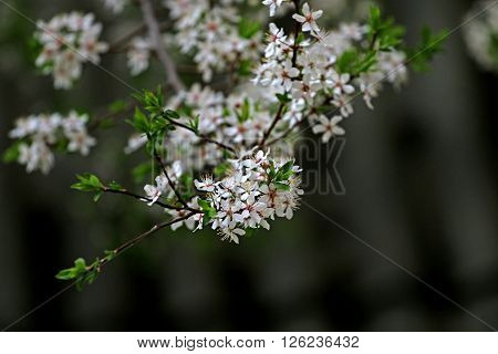 White as snow  fruit trees beautiful  whiteness blossoms in early spring.