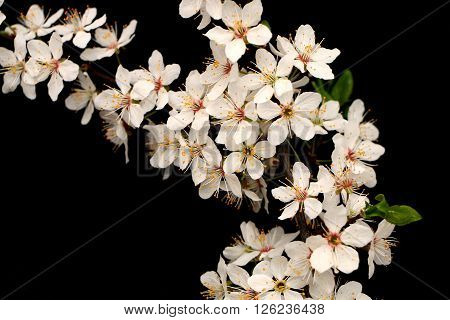 White as snow fruit tree covered with beautiful white blossoms in early spring on a black background.