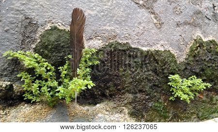 feather and plant on the old gray stone