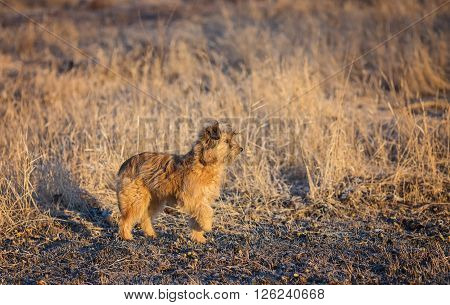 Hunting dog in the foggy morning in forest