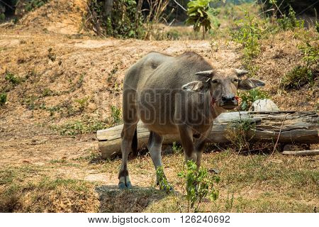 Buffalo Is Life Machine Of Farmer At Canal.