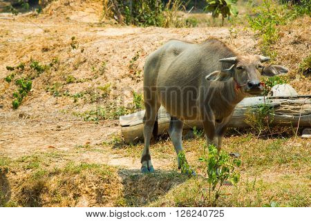 Buffalo Is Life Machine Of Farmer At Canal.