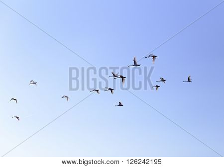 Geese flying in blue spring sky v-formation