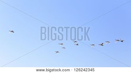 Geese flying in blue spring sky v-formation