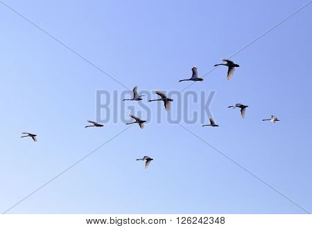 Geese flying in blue spring sky v-formation