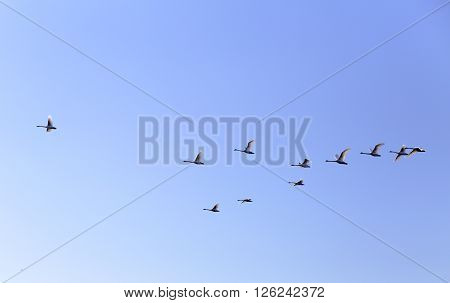 Geese flying in blue spring sky v-formation