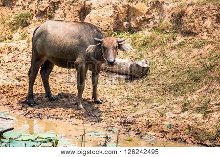 Buffalo Is Life Machine Of Farmer At Canal.