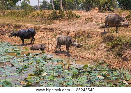 Buffalo Is Life Machine Of Farmer At Canal.