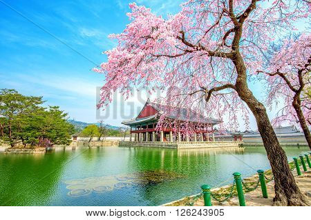 Gyeongbokgung Palace with cherry blossom in spring, South Korea.