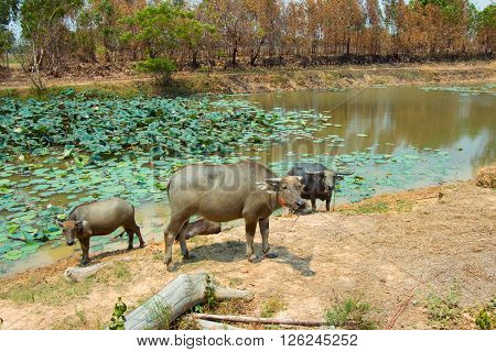 Buffalo Is Life Machine Of Farmer At Canal.