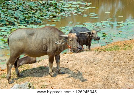 Buffalo Is Life Machine Of Farmer At Canal.