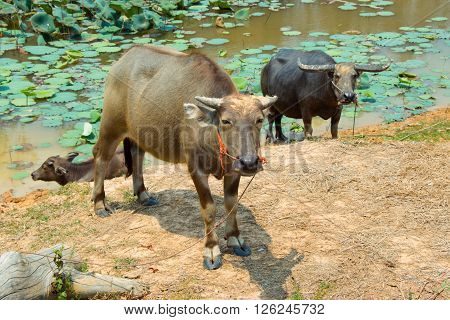 Buffalo Is Life Machine Of Farmer At Canal.