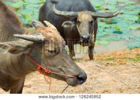 Buffalo Is Life Machine Of Farmer At Canal.