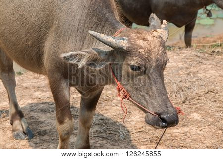 Buffalo Is Life Machine Of Farmer At Canal.