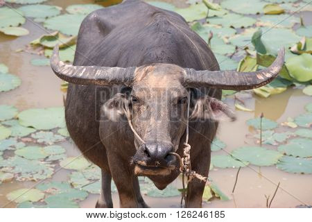 Buffalo Is Life Machine Of Farmer At Canal.