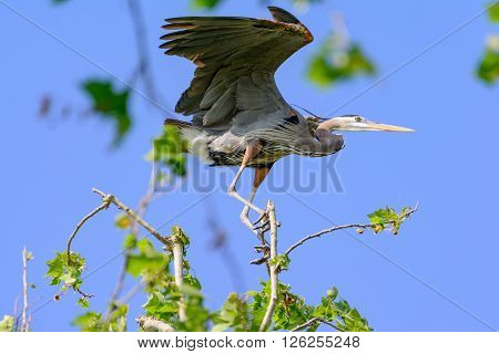 Great Blue Heron trying to keep its balance while perched in a sycamore tree on a very windy day.