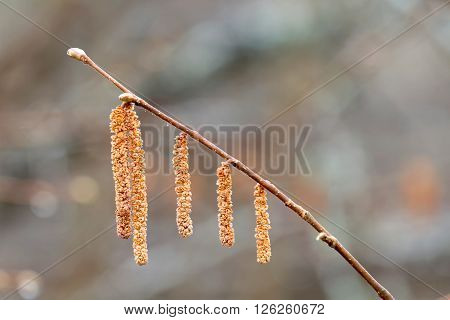 Yellow hazel catkin closeup in morning light