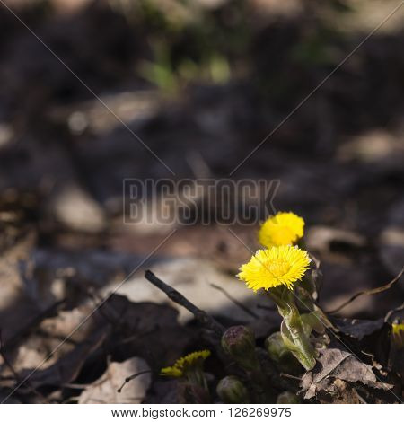 Flower in early spring blooming coltsfoot tussilago farfara with bokeh background selective focus shallow DOF