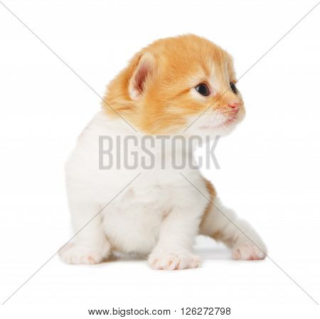 Cute orange red and white kitten. Cute serious kitten 2 weeks old, creeping isolated at white background. Adorable pet. Small heartwarming kitten. Little cat. Closeup isolated. High key
