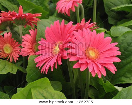 Gerberas rosa