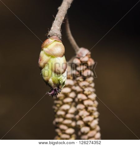 Hazelnut female bud on branch macro selective focus shallow DOF