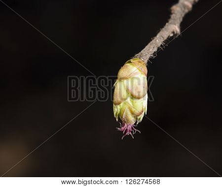 Hazelnut female bud on branch macro selective focus shallow DOF