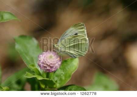 butterfly